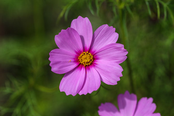 Obraz premium single purple cosmo in summer