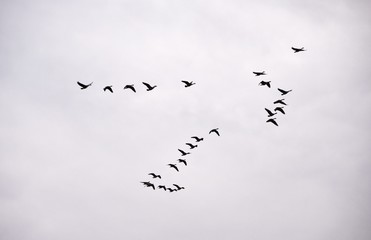 Flying Geese