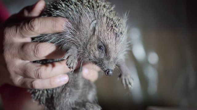 Man Holding Wild Hedgehog With Bare Hands