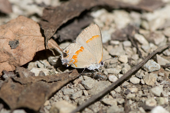 Butterfly 2019-108 / Red-banded Hairstreak (Calycopis cecrops)