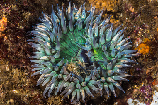 Underwater Green Sea Anemone photo taken at Laguna Beach