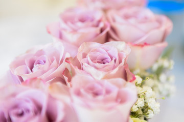 Pink roses in rows on white table