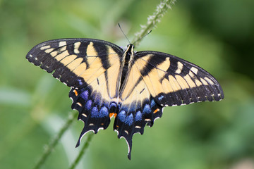Fototapeta na wymiar Butterfly 2019-110 / Tiger Swallowtail (Papilio glaucus) 