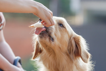 dogs cães cachorros