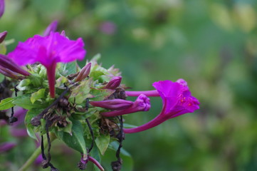 purple flower