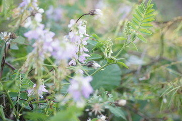 flowers in garden