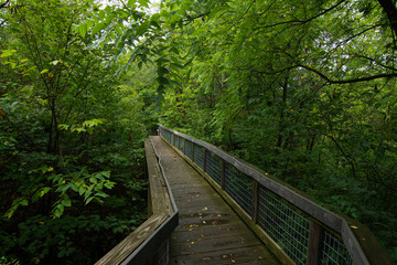 Path to the overlook