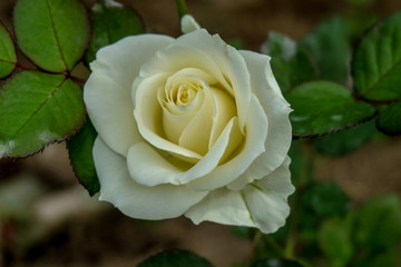 Close up white rose flower