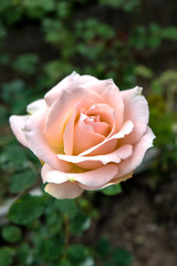 Beautiful close up soft pink rose flower
