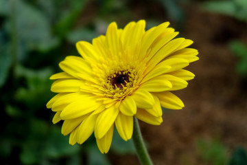Fototapeta premium Blossome yellow gerbera flower and blooming in garden