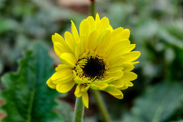 Blossome yellow gerbera flower and blooming in garden