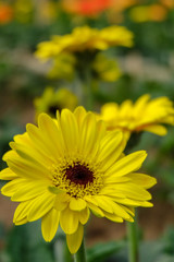 Blossome yellow gerbera flower and blooming in garden