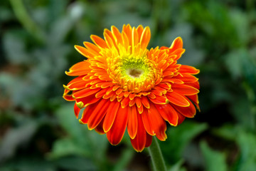 Blossome orange gerbera flower and blooming in garden