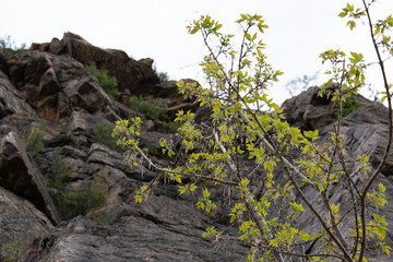 Spring near the rocks