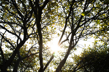 sunlight through leaves