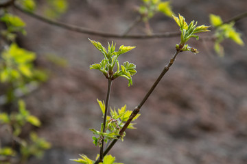 Spring near the rocks 