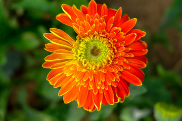 Blossome orange gerbera flower and blooming in garden