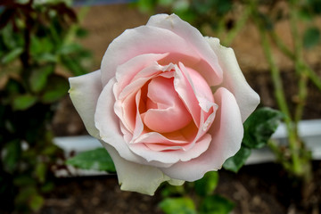 Beautiful close up soft pink rose flower