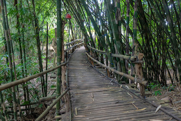 Obraz premium Bambusowy most w bambusowym lesie