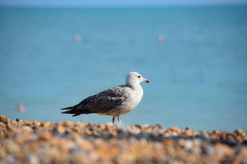 A Seagull on Brighton Beach. Brighton, UK