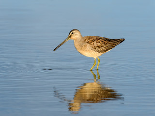 Long-billed Dowitcher with Reflection in Blue Water