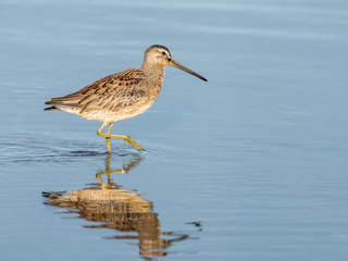 Long-billed Dowitcher with Reflection  Foraging on the Pond