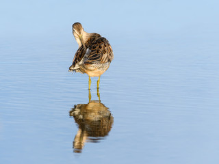 Stilt Sandpiper with Reflection Preening  in Blue Water