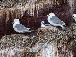 Black-Legged Kittiwakes with Chick in Witless Bay Ecological Reserve