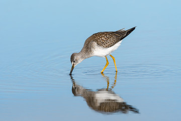 Lesser Yellowlegs with Reflection Foraging on the Pond in Blue Water