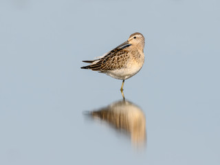 Stilt Sandpiper with Reflection Preening  in Blue Water