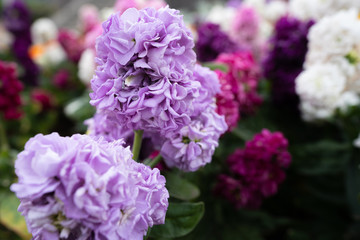 Obraz premium 花の写真