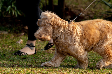 dogs cães cachorros