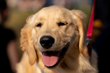 dogs cães cachorros