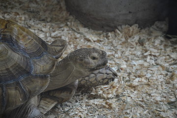 Obraz premium Turtle