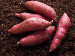 흙배경과 고구마, 한국의 유기농 고구마