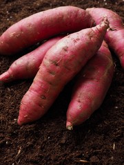 흙배경과 고구마, 한국의 유기농 고구마