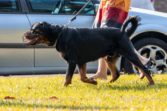 dogs c&atilde;es cachorros