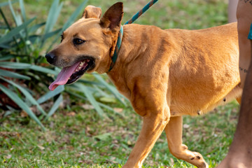 dogs cães cachorros