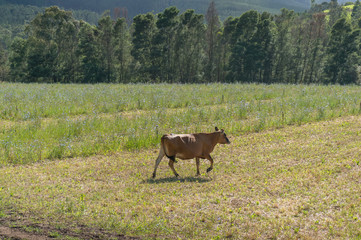 Brown cow running in the grassy paddock