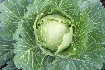 Obraz premium Big head cabbage with leaves in garden close up. Cabbage with drops water on leaves.