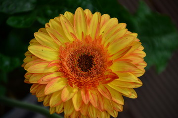 Orange Gerbera