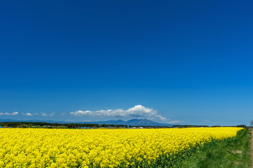 Obraz premium 【青森県横浜町】北国の春、菜の花の絨毯