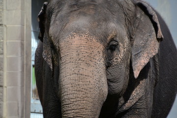 Fototapeta premium Lucy the Asian Elephant
