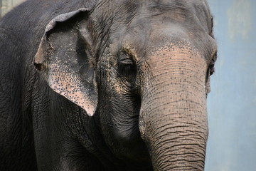 Lucy the Asian Elephant