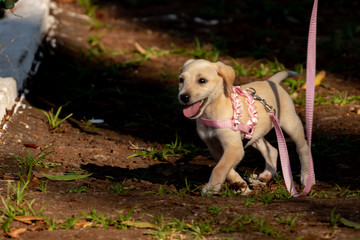 dogs cães cachorros