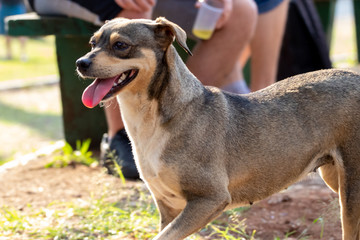 dogs cães cachorros