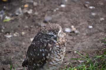 Burrowing Owl