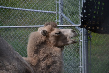 Camel in the Zoo