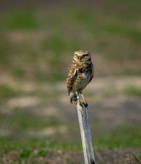 A young Burrowing Owl is perched, balancing on a stake, watching for prey.