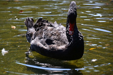 Fototapeta premium Black Swan